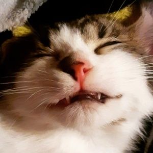 Meet your Posher, Lacey